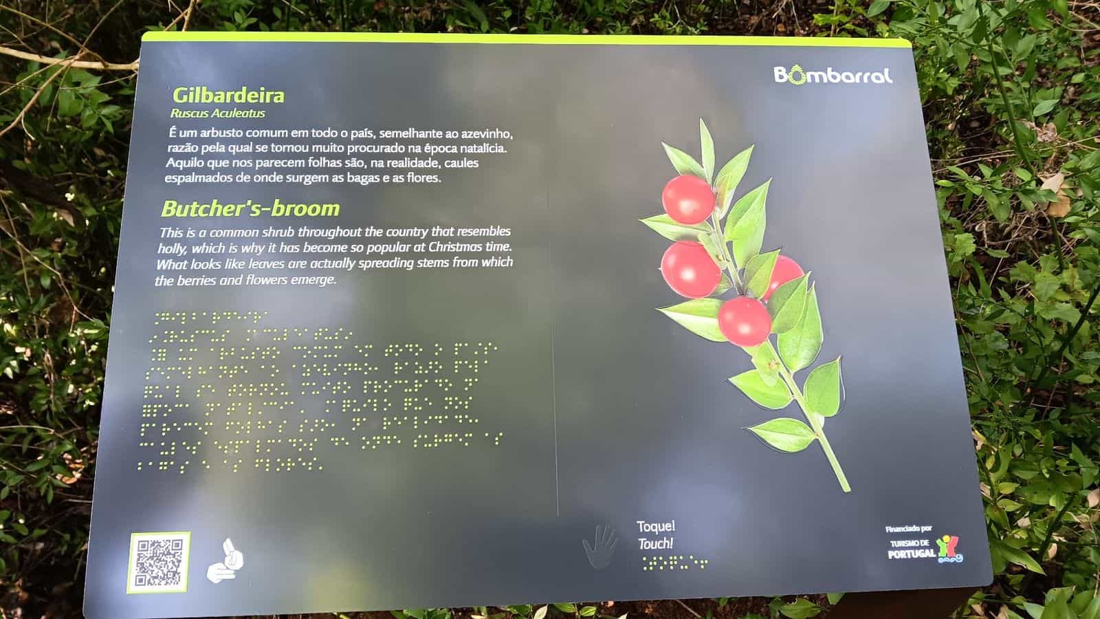 Bombarral — Gilbardeira / Butcher's-broom · NaviLens