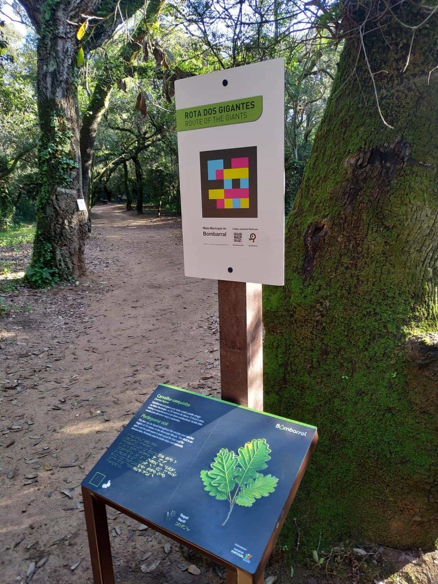 Didascalia botanica del Carvalho-cerquinho con braille e codice NaviLens sulla palina della Rota dos Gigantes